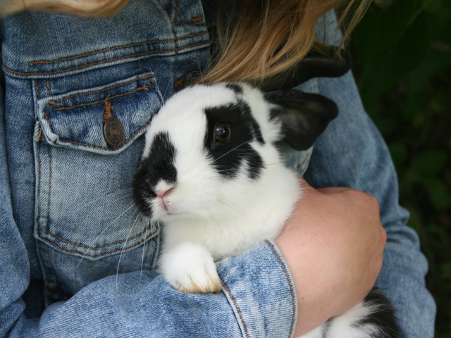 Close up of a black and white rabbit being held by a jean jacket wearing girl