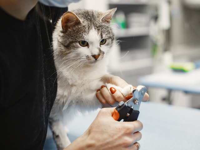 Woman holding grey and white cat and trimming its claws