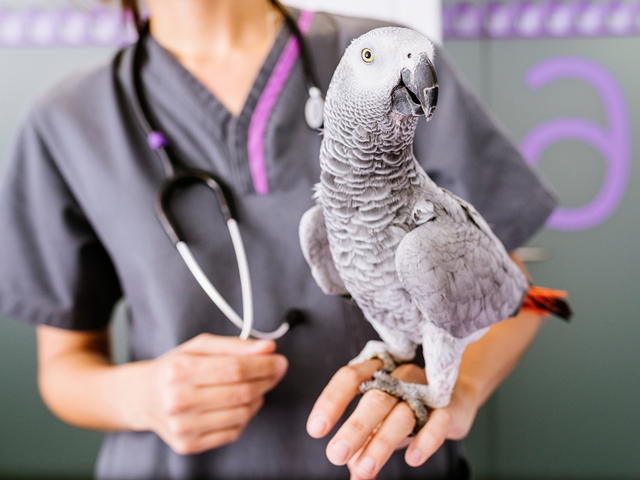 A clipped Amazon Gray parrot sitting on a professionals hand