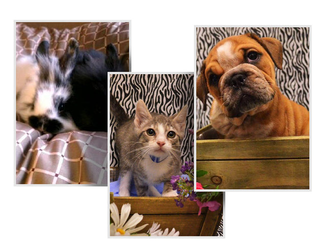 Harbor Pet Center: Pet Store Boardman, OH - Main Image